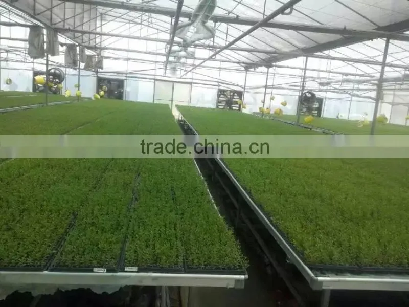 China Hot Selling PS Material Blister Process Plastic Vegetable Nursery Seed Sprouting Tray for Propagation