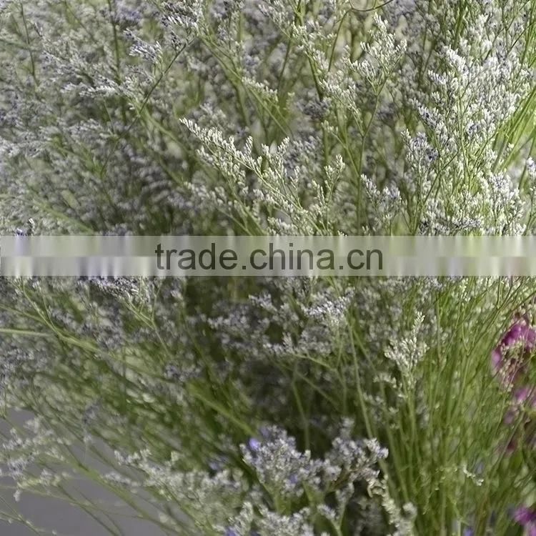Special unique cut flower limonium