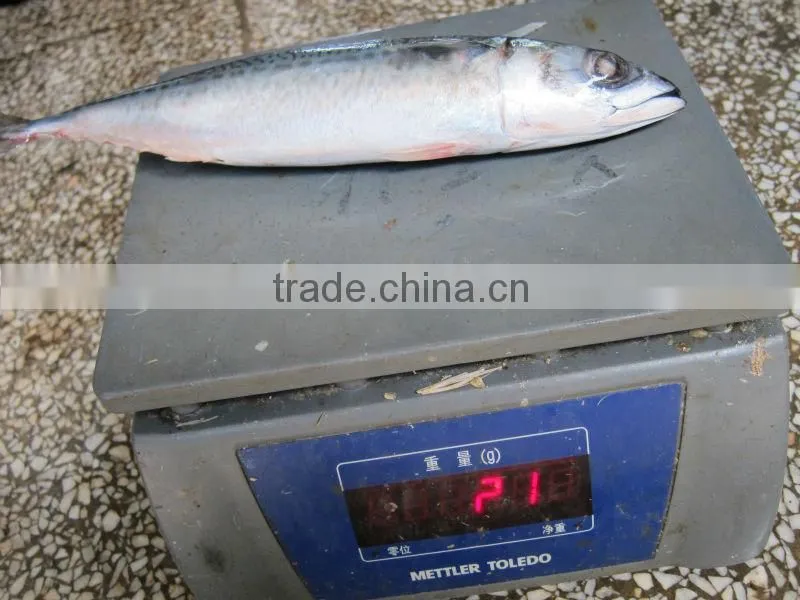 canned mackerel