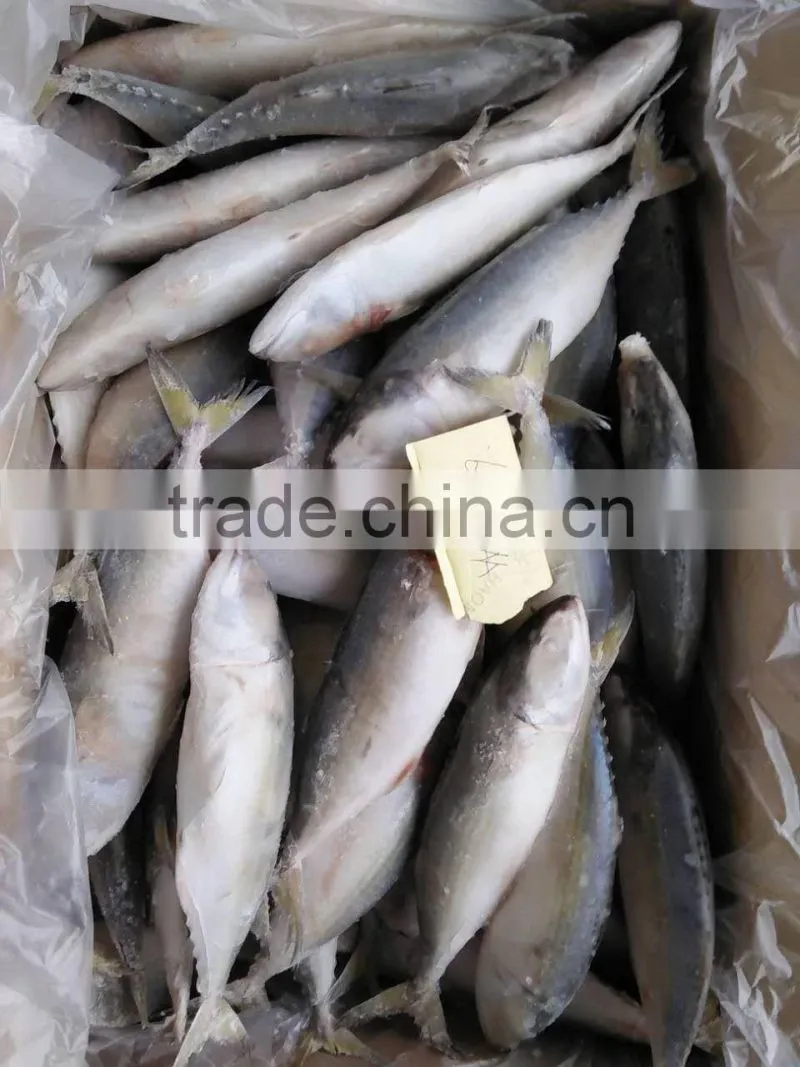 supply frozen indian mackerel