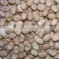 Dried Gansu Broad Bean
