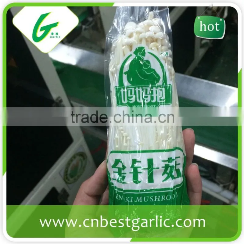 Bottom canned instant enoki mushroom