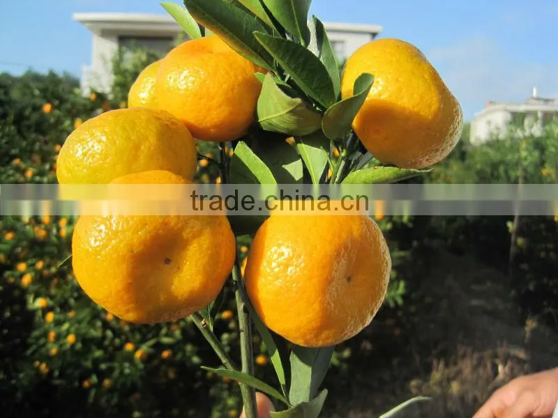2012 fresh china orange supplier in china
