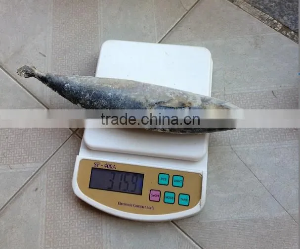 frozen indian mackerel fish price from China