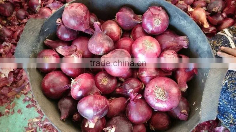 Fresh Onion spring onion