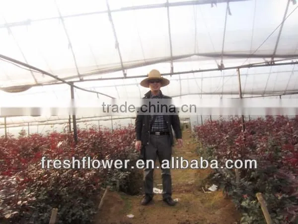 Wholesale fresh cut flowers of black rose from kunming