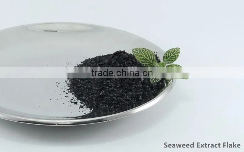 Worldful Manufacturer Seaweed Flake/Sargassum Seaweed/Seaweed Extract