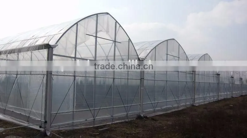 Simple single flower cultivation in greenhouse