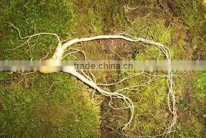 wild gensing, Changbai mountain wild gensing,jilin gensing
