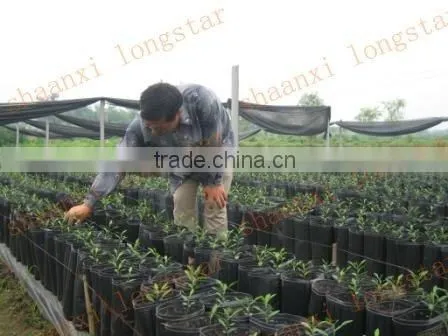 Plastic flower pots and planters