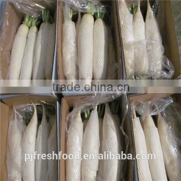 White Radish /green radish wholsale