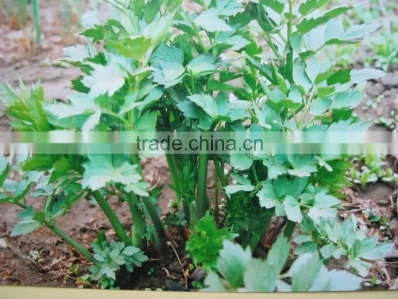 Chinese Herbal oil 100 Pure Natural Angelica sinensis Oil