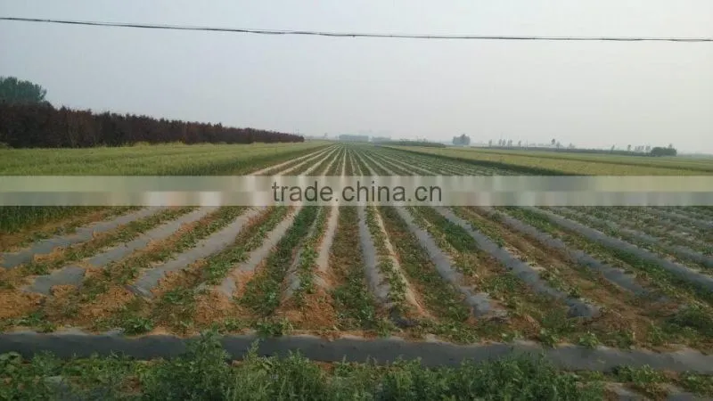 black mulch plastic mulch film for agriculture