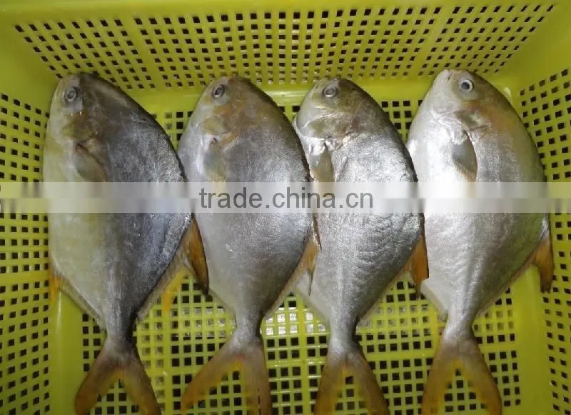 GRADE A Whole Round Frozen Golden/Black/silver Pomfret Fish Pomfret Fish