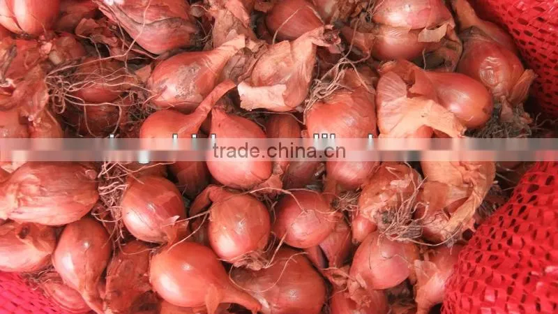 red small onion price