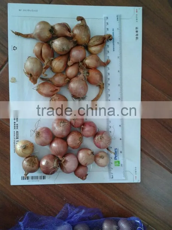 fresh onion prices in china