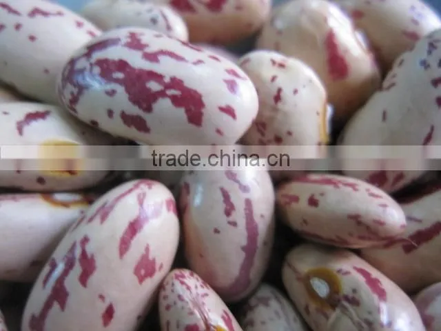 Light Speckled Kidney Beans 2010 round