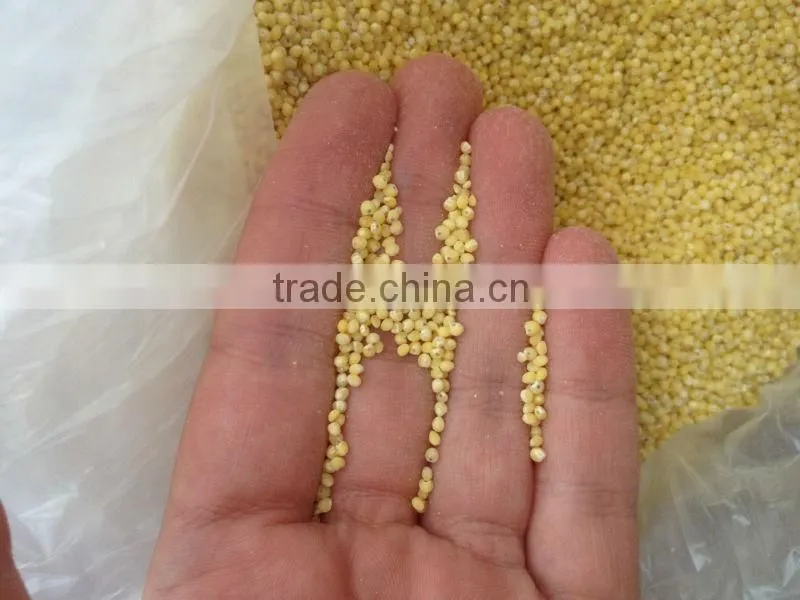 UKRAINIAN HULLED MILLET