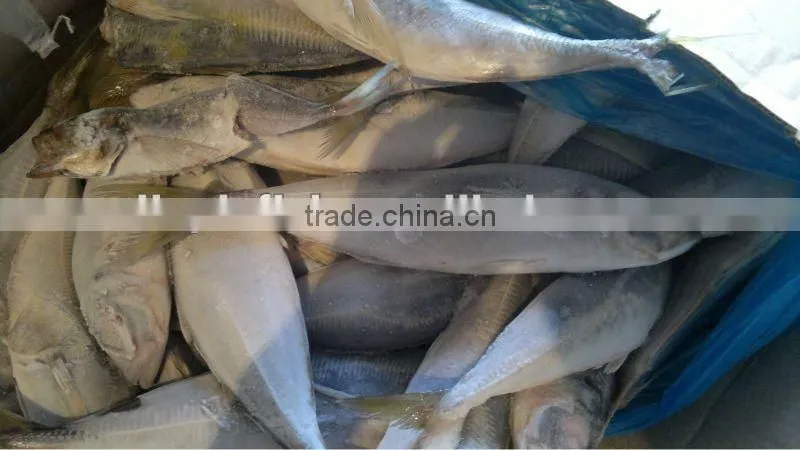 Best selling horse mackerel Fish high quality
