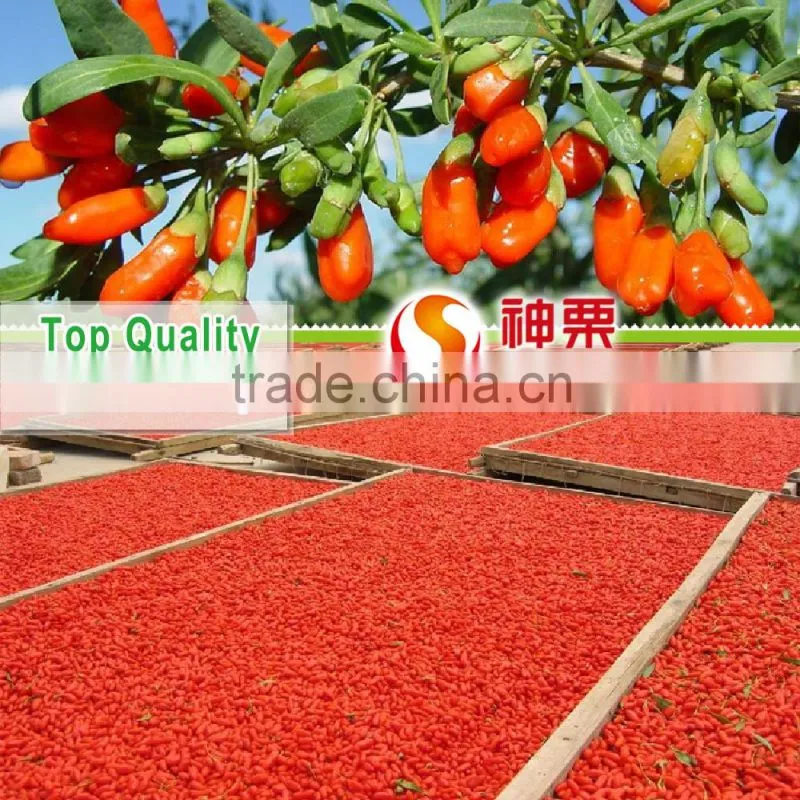 Ningxia Goji Berries is the best tonic