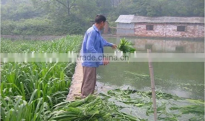 Fodder grass seeds Pennisetum hydridum grass seeds for growing-Hot sale