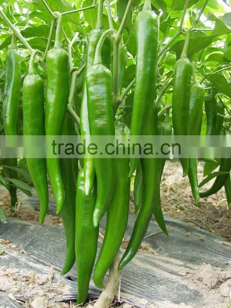 Hot sale hybrid high yield chili pepper seeds-XY 158