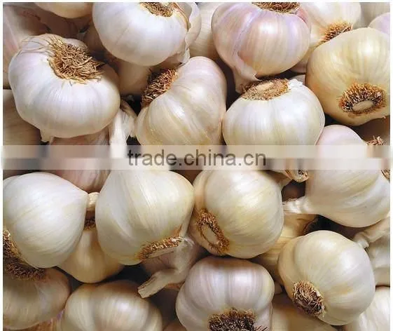 Factory wholesale Garlic Processing machine (video)