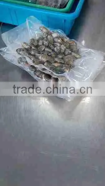 FORZEN BOILED SHORT NECKED CLAM