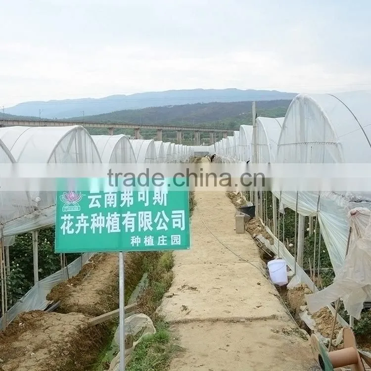 Excellent quality Best-Selling purple violets from yunnan