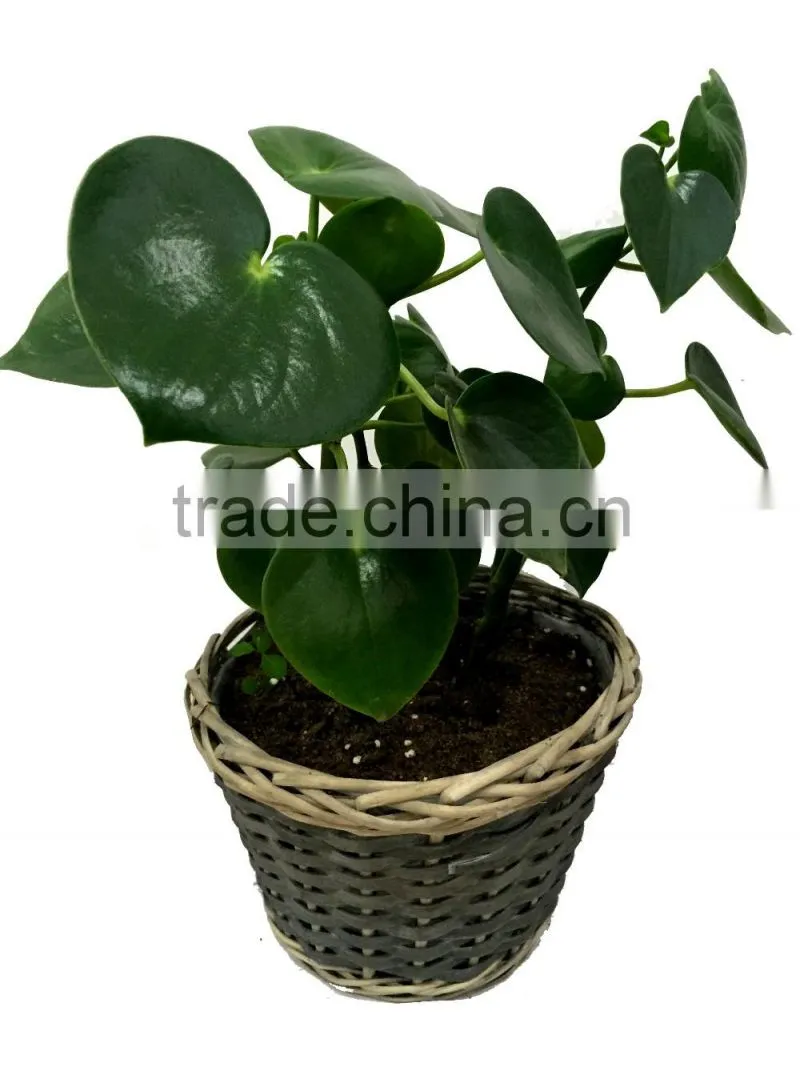 home garden plant pots, flower pots