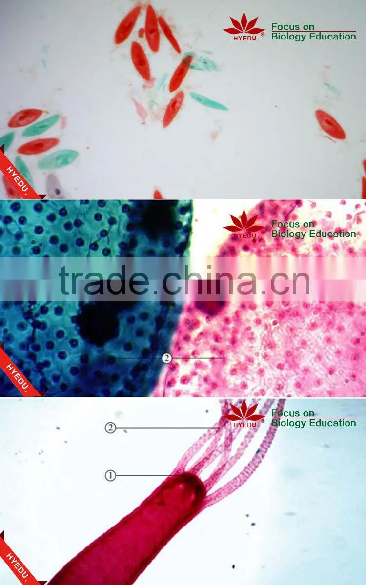 Zoology Protozoa Individual prepared slides