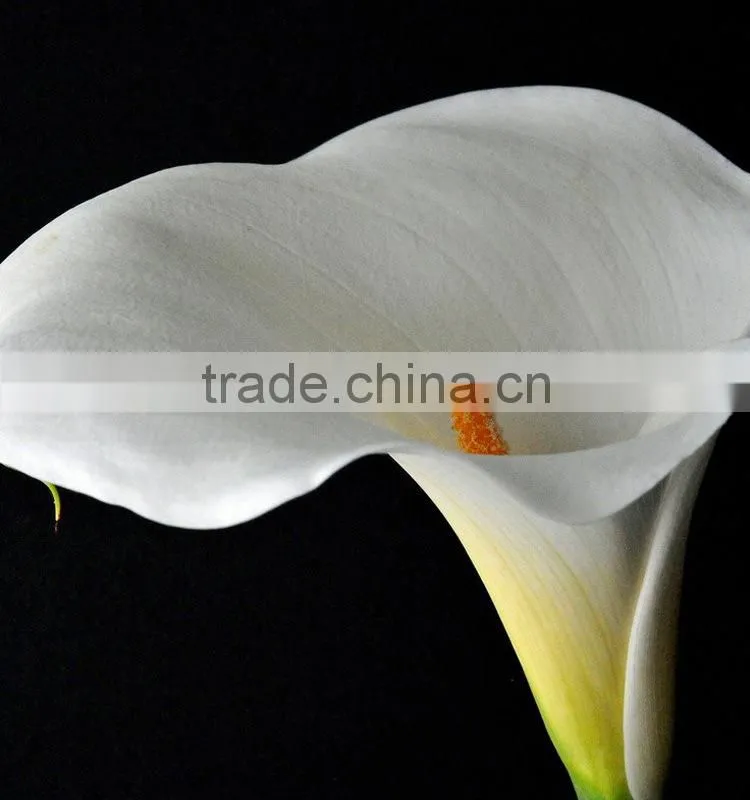 New stylish calla lily flower for decor