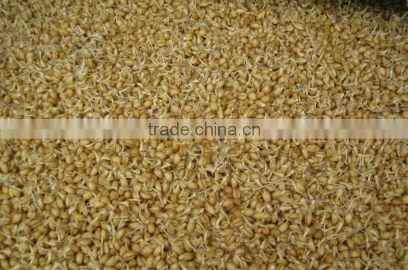 Best quality hydroponic grass room/ barley fodder growing system for growing animal feed