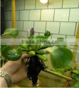 100w Hydroponic Growing Plant Induction Grow Lamp