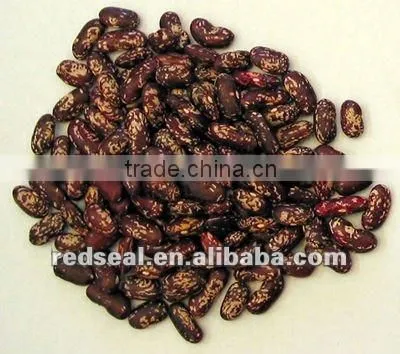 Purple light speckled kidney beans 2016