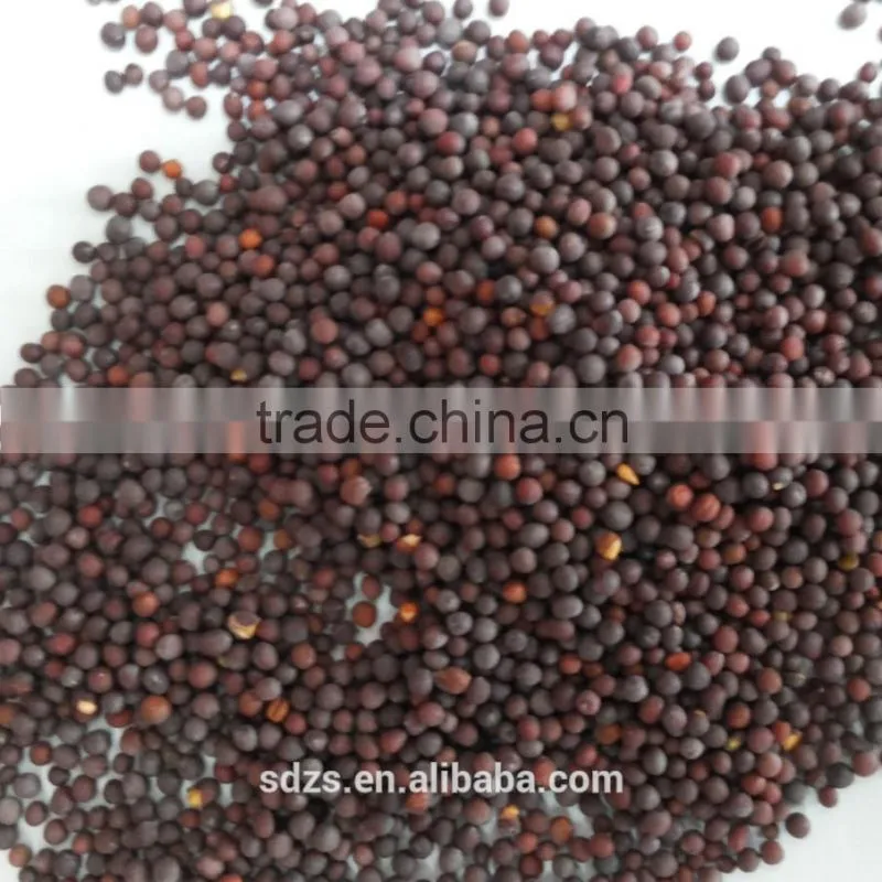 oilseeds rape