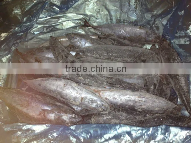 Frozen Skipjack Bonito tuna for Sri Lanka