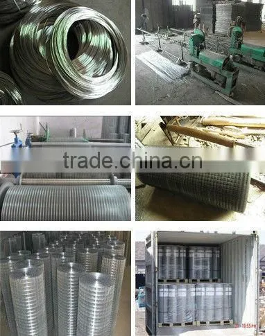 Hot dipped galvanized weld wire mesh fencing chicken coop rabbit cage welded wire netting