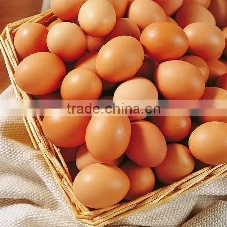 High quality V-1056 fully automatic egg incubartor for hot selling