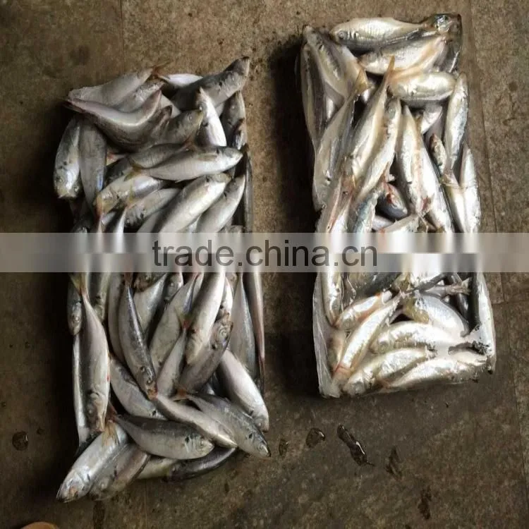 Blue round scad fish frozen blue round scad in good quality