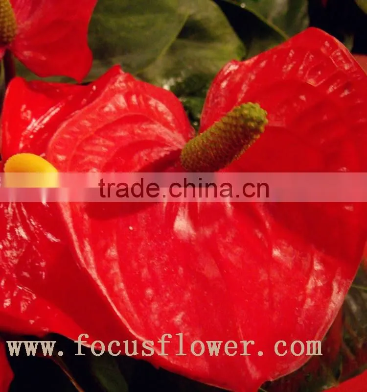 wholesale fresh cut flower plants Anthurium from kunming