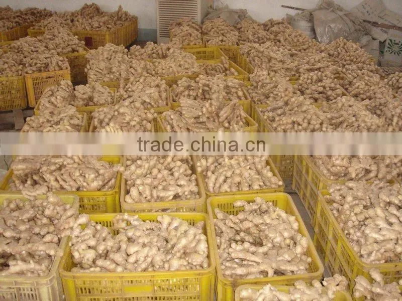 new crop dried ginger