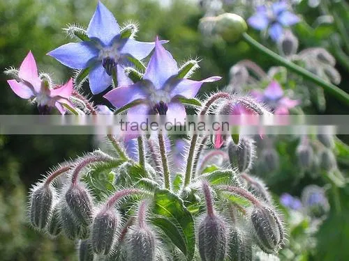 High Quality and Reasonable Price of Borage Oil