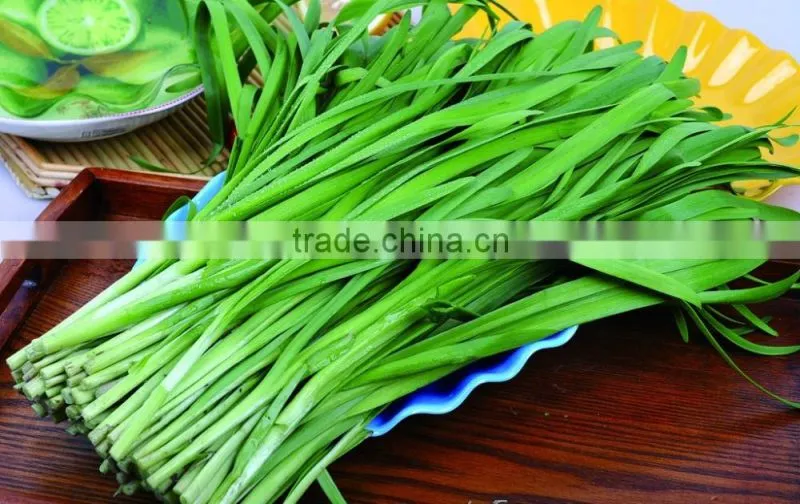good quality iqf frozen green beans cut