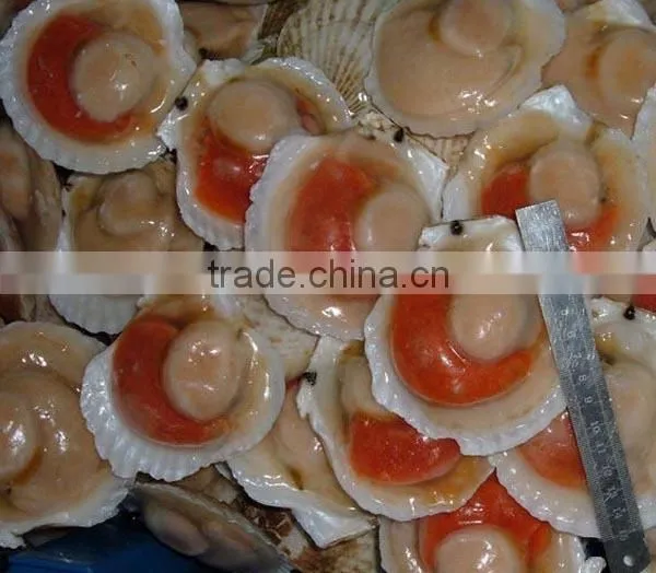Frozen roe-on scallop