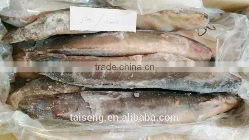 Frozen Catfish Whole Round