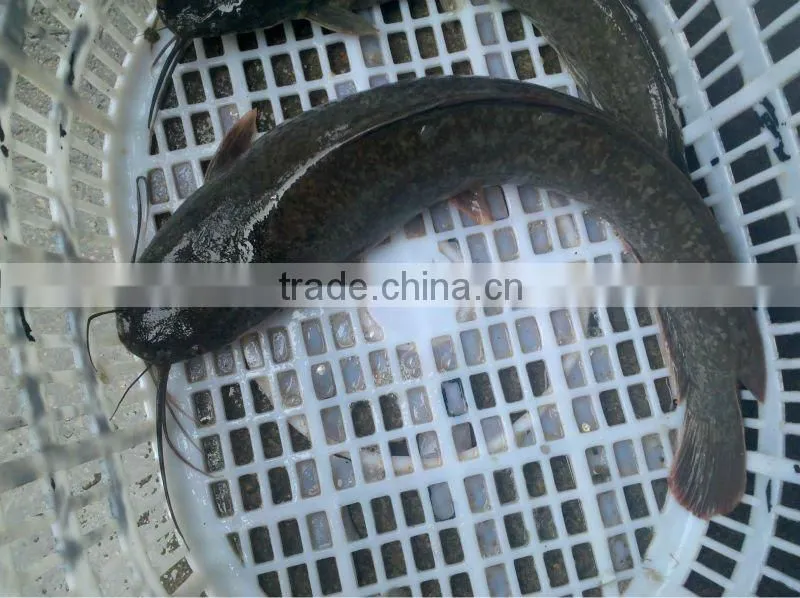 Xiamen catfish farming catfish for sale