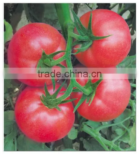 Hybrid F1 Indeterminate Growth High Disease Resistance Bulk Pink Tomato Seeds For Growing-Arctic Continent