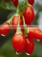 China BNP certified organic & Top Quality Goji Berry concentrate juice