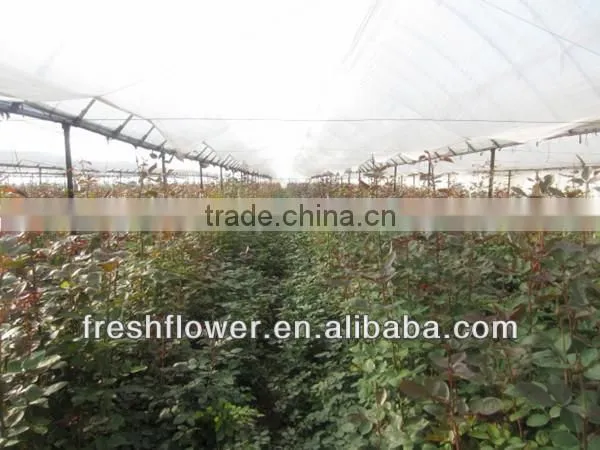 Supply fresh rose flower of big head fresh roses flower